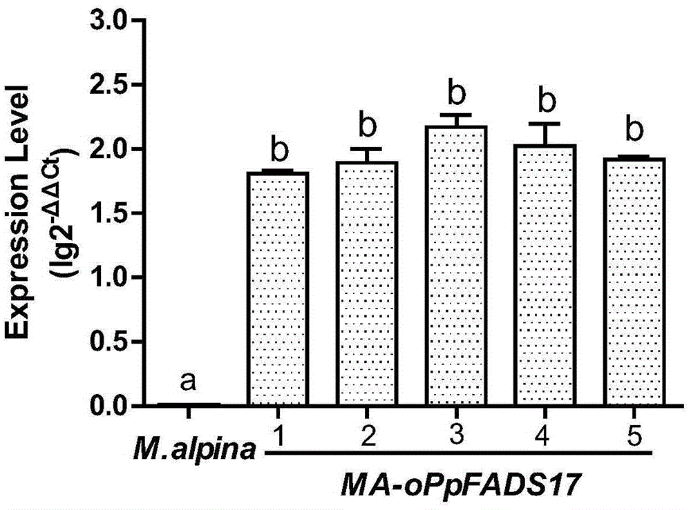 Restructured mortierella alpina with overexpression from omega-3 desaturase of phytophthora parasitica, and establishment method and application thereof