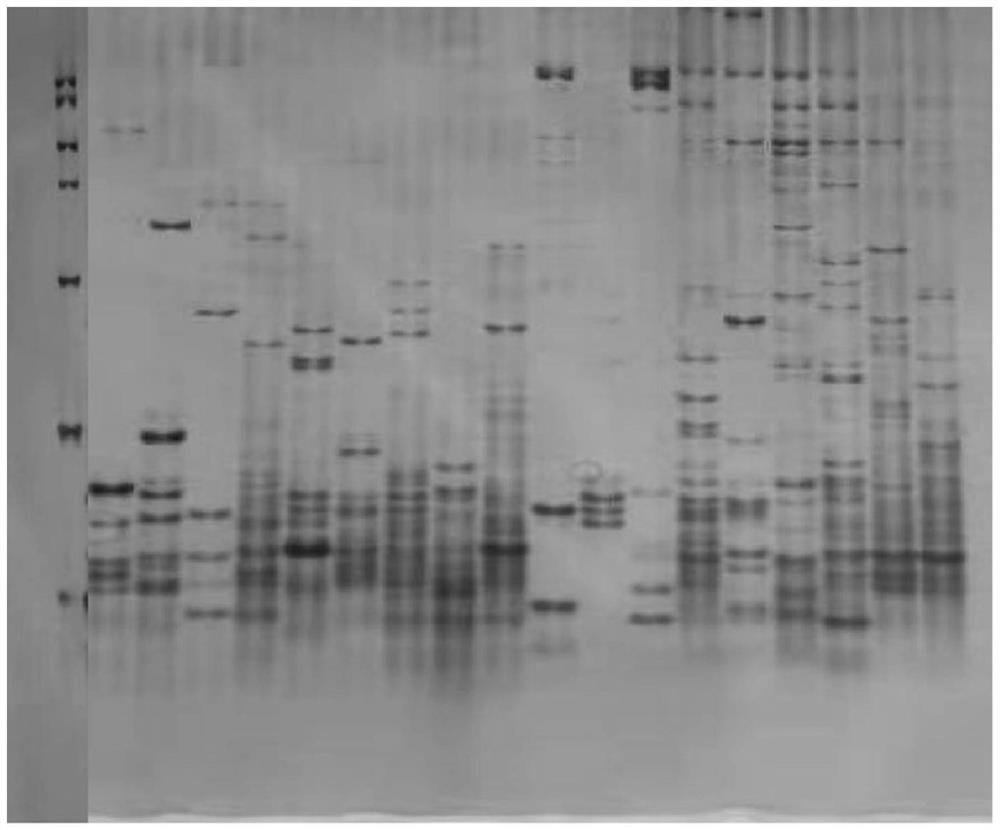 SSR marker primer set for identifying germplasm resource genetic relationship of halogeton glomeratus and application of SSR marker primer set
