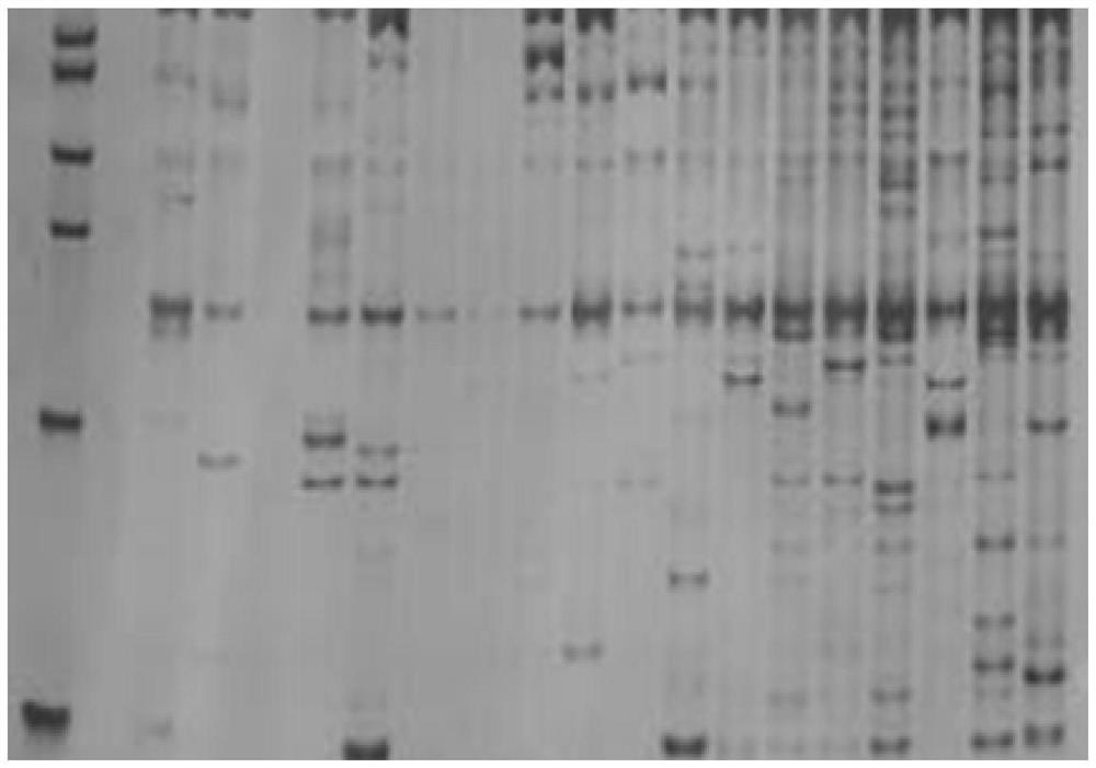 SSR marker primer set for identifying germplasm resource genetic relationship of halogeton glomeratus and application of SSR marker primer set