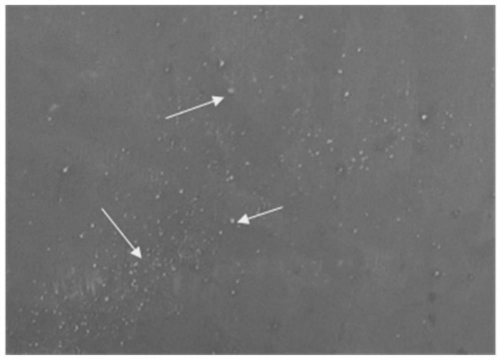 Rapid determination method for current efficiency of Mg-Mn sacrificial anode material