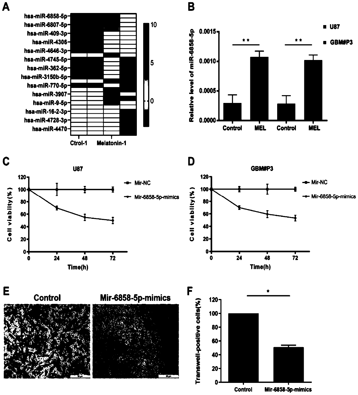 Application of miR-6858 in preventing and treating glioma through melatonin