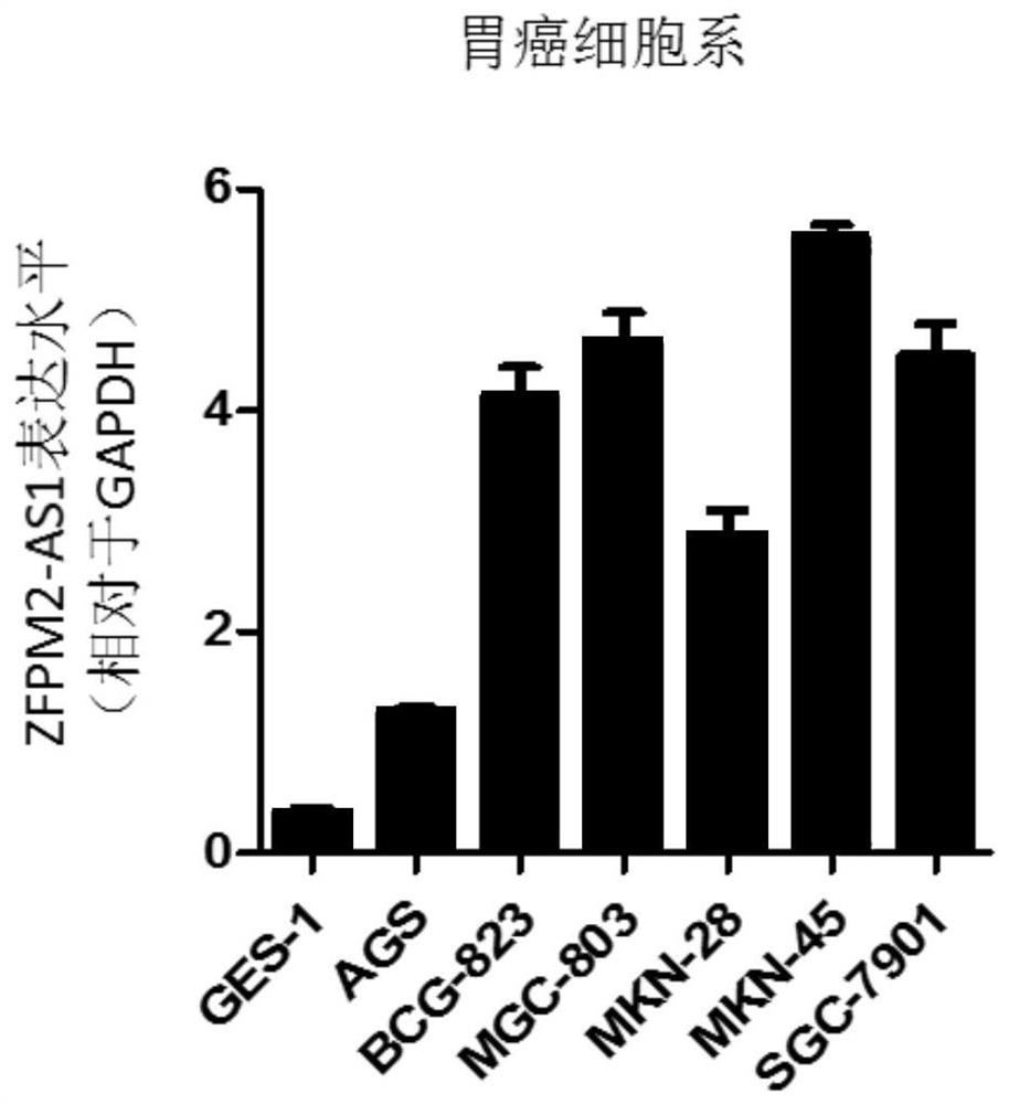 Application of zfpm2-as1 in preparation of gastric cancer diagnostic reagent or kit