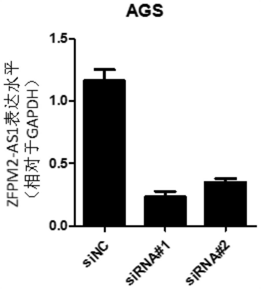 Application of zfpm2-as1 in preparation of gastric cancer diagnostic reagent or kit