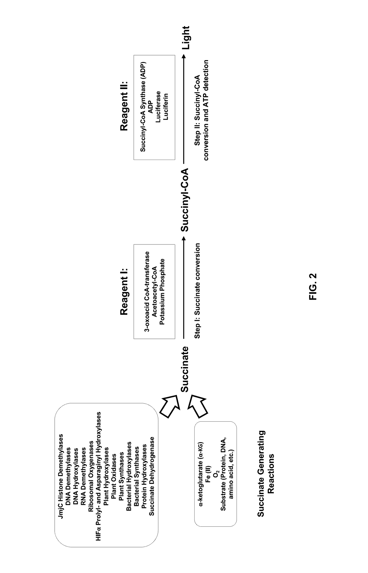 Bioluminescent succinate detection assay