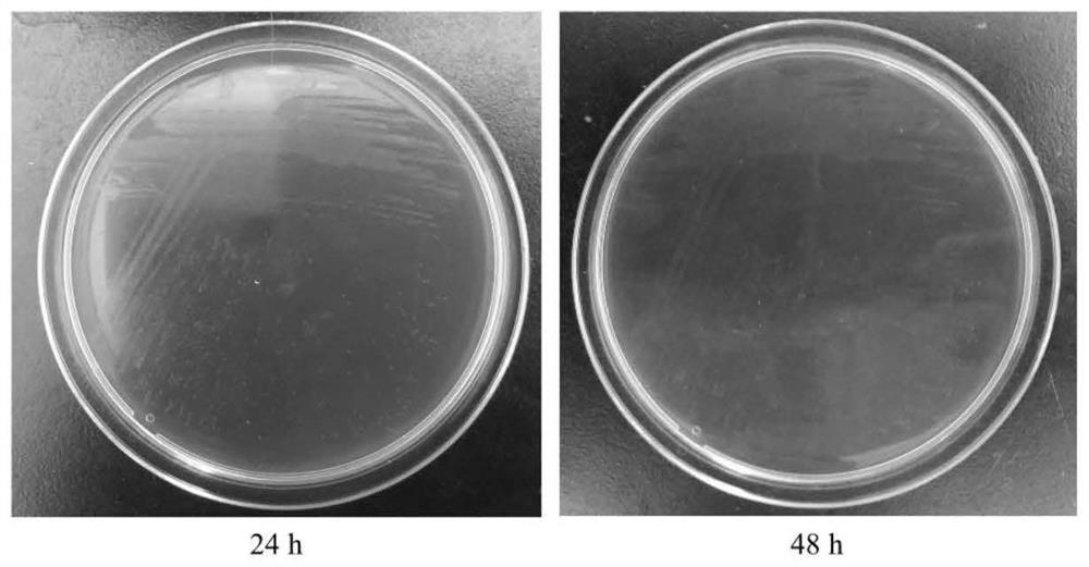 Lactobacillus johnsonii and application thereof in degradation of deoxynivalenol and inhibition of pathogenic bacteria