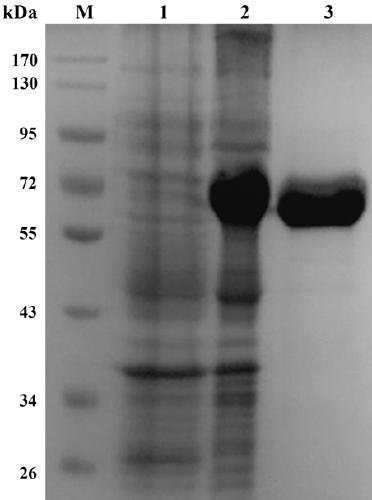 Non-calcium ion dependent alpha- amylase with extreme halophilic and surfactant resistance and gene and application thereof