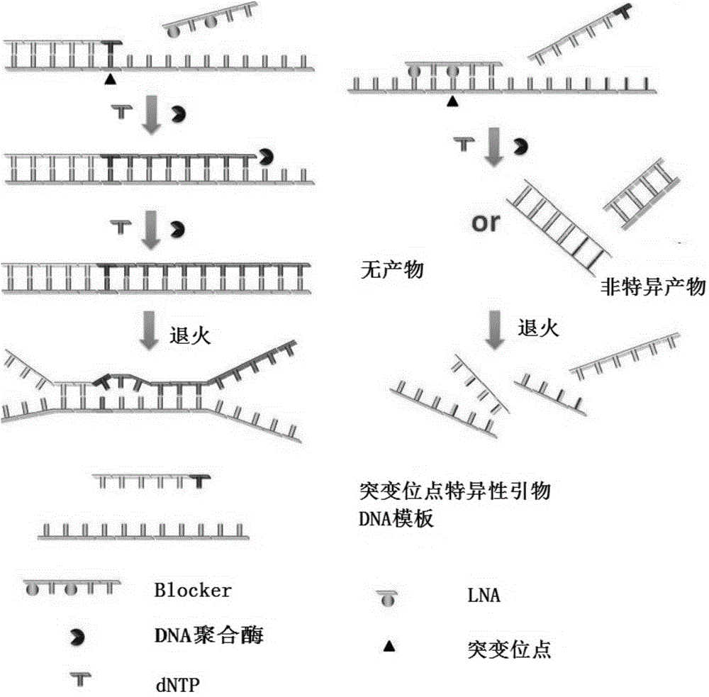 Kit for detecting TERT (telomerase reverse transcriptase) gene promoter mutation, and detection method of kit