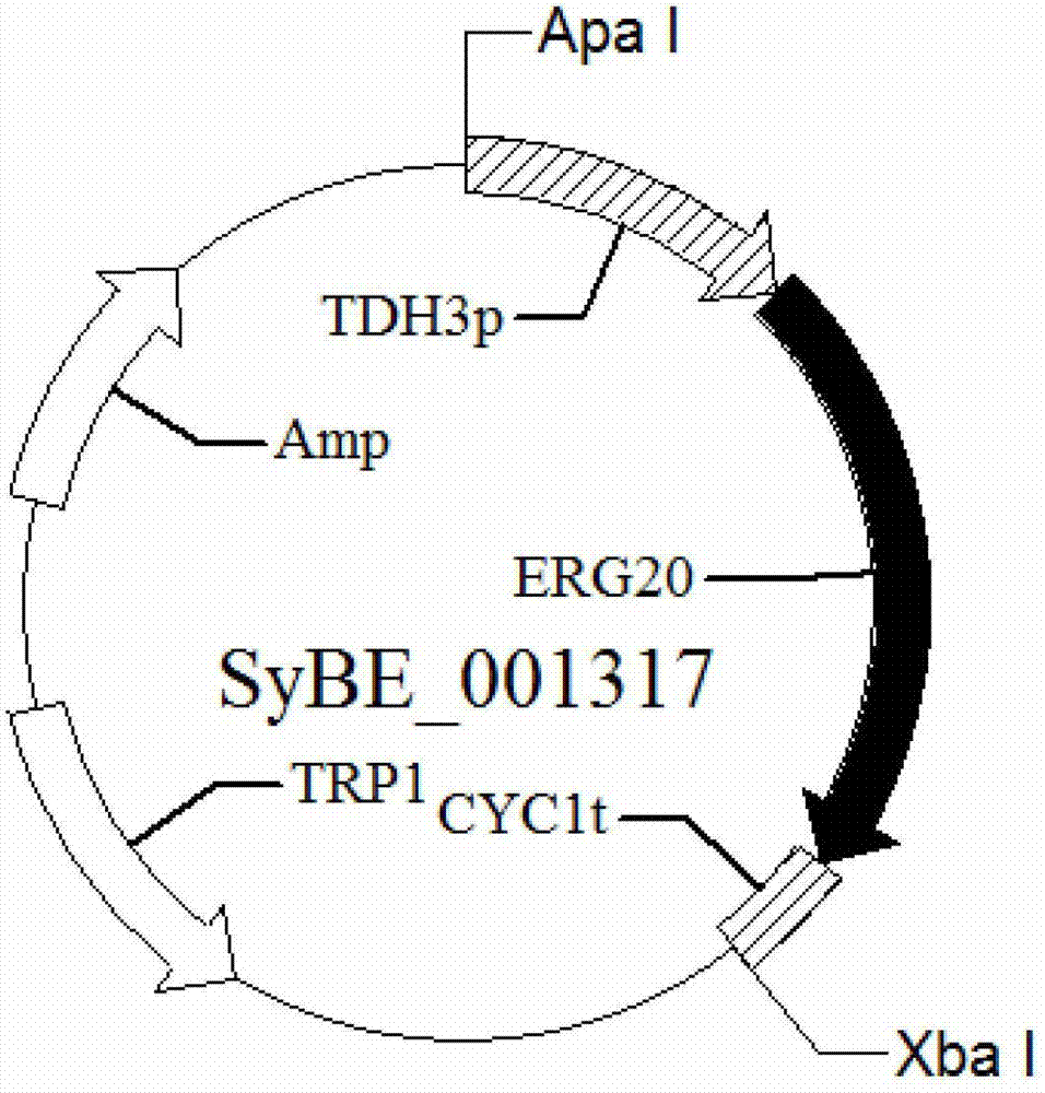 Yeast for producing artemisia apiacea diene and construction method of yeast