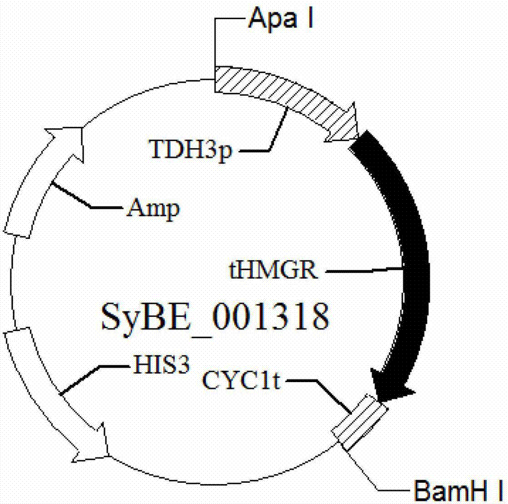 Yeast for producing artemisia apiacea diene and construction method of yeast