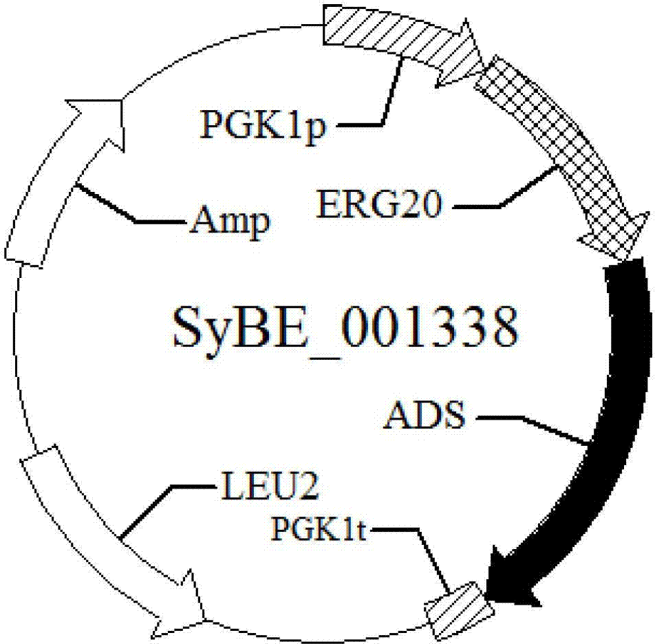 Yeast for producing artemisia apiacea diene and construction method of yeast