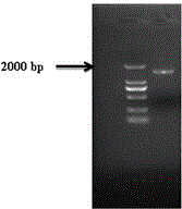 Lymantria dispar linnaeus CYP6B53 gene dsRNA and application thereof in nuisanceless control