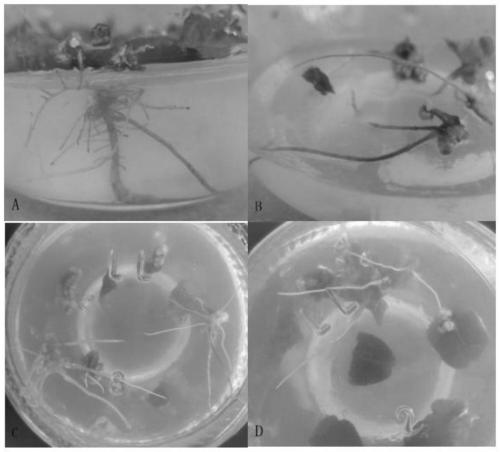 Method for inducing castanea henryi tissue culture seedling leaves to generate adventitious roots