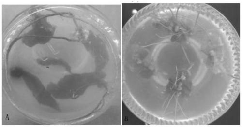 Method for inducing castanea henryi tissue culture seedling leaves to generate adventitious roots