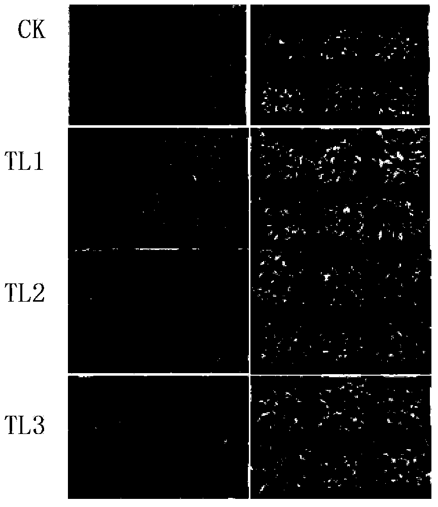 Drought resistant correlative protein of plant and coding gene and application thereof