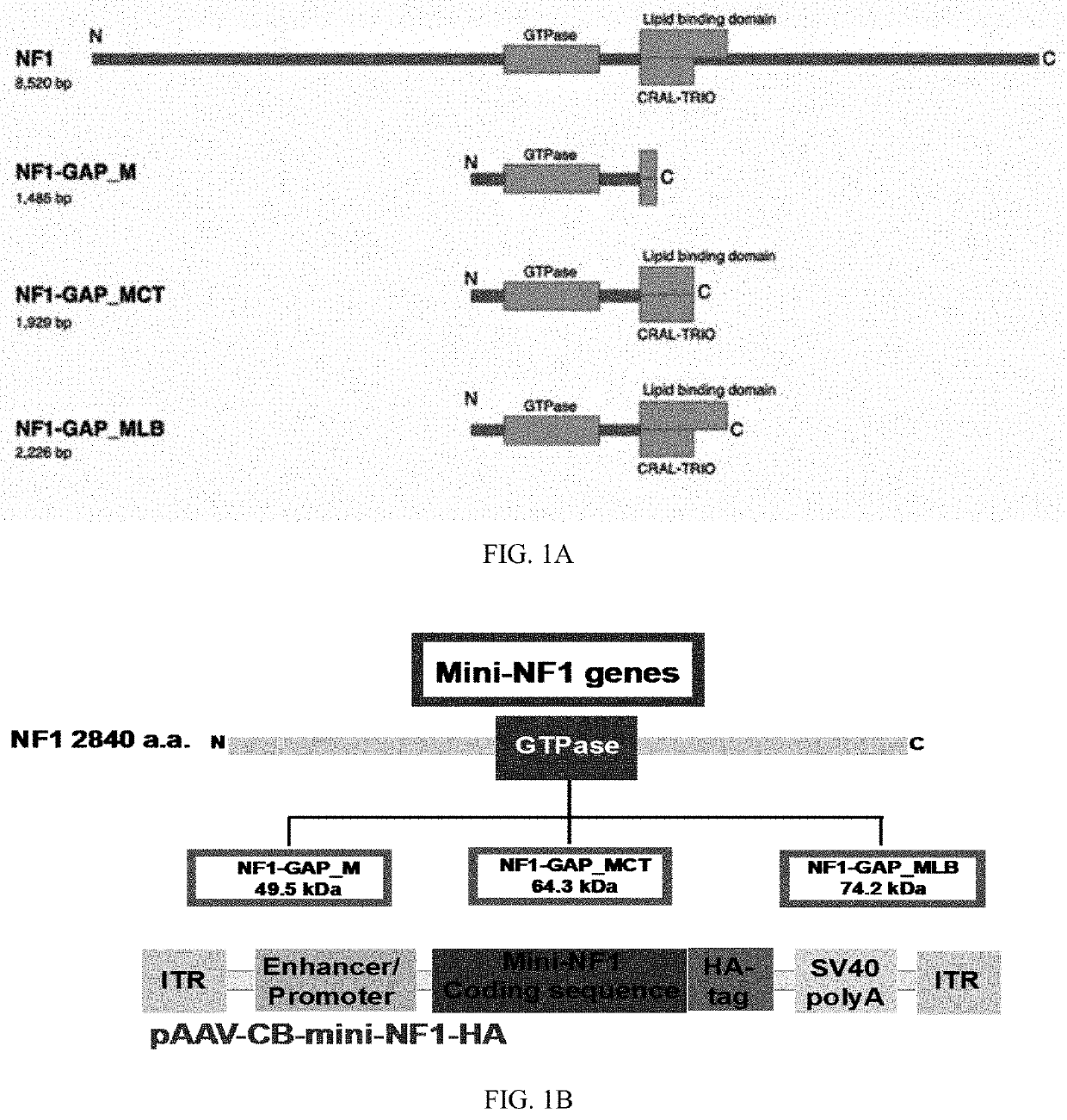 Aav vectors encoding nf1 and uses thereof