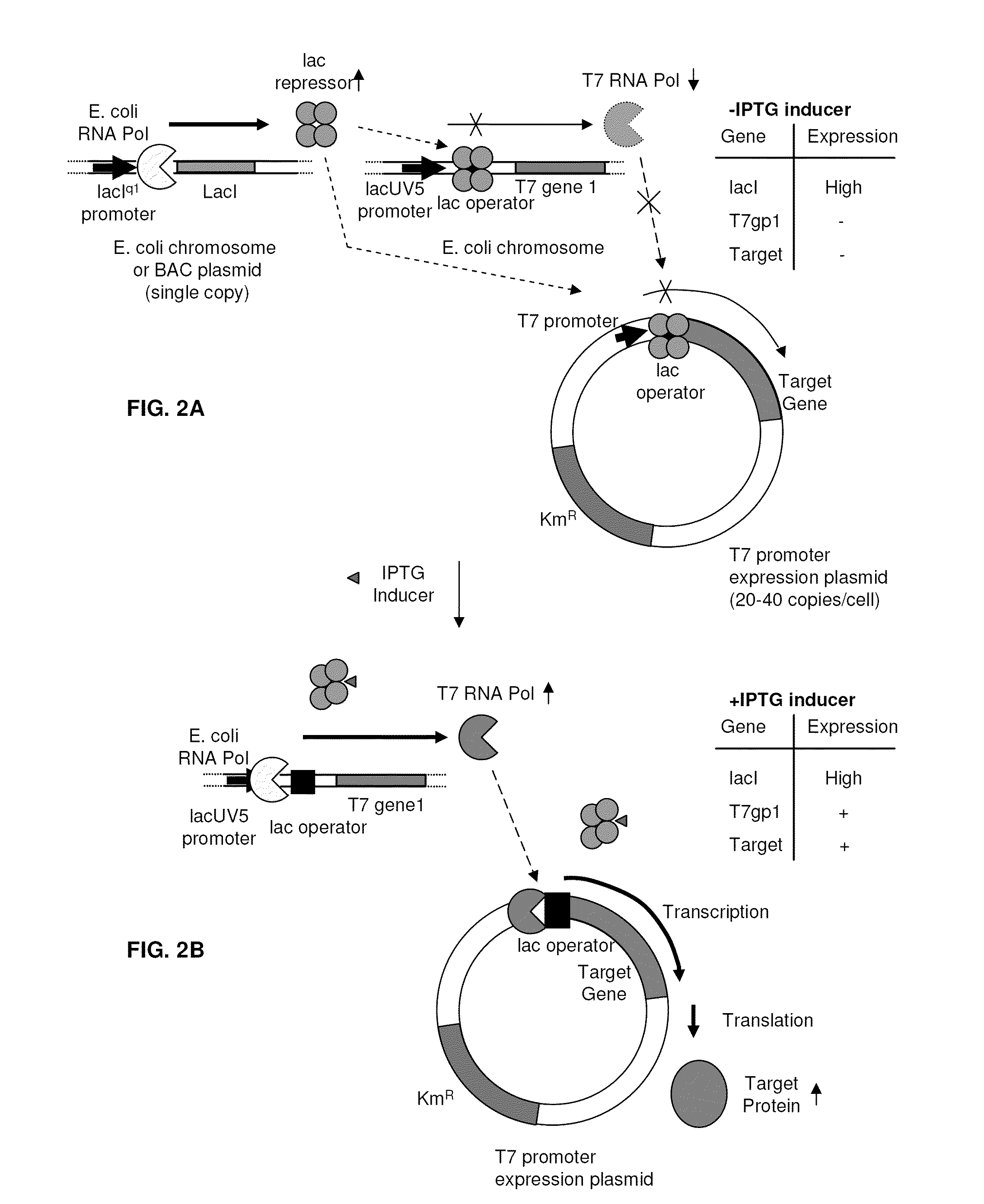 Host-vector system for cloning and expressing genes