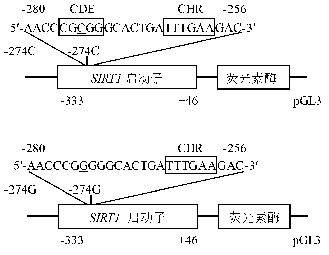 Method for quickly detecting RFLP (restriction fragment length polymorphism) of SNP (single nucleotide polymorphism) of common ox SIRT1 (silent information regulator 1) gene