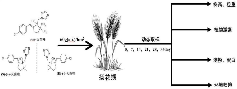 Method for improving wheat quality by using rac-triticonazole in wheat flowering stage