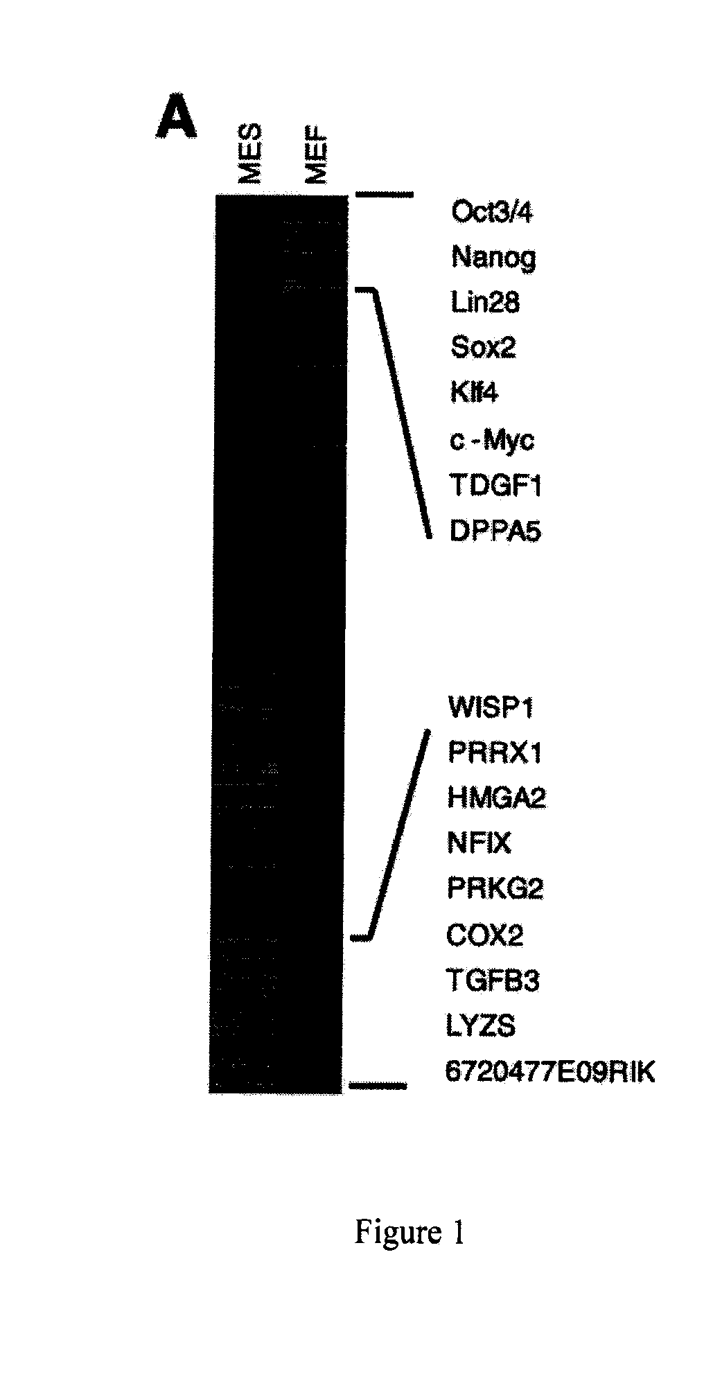 METHOD AND COMPOUNDS FOR GENERATION OF iPSCs