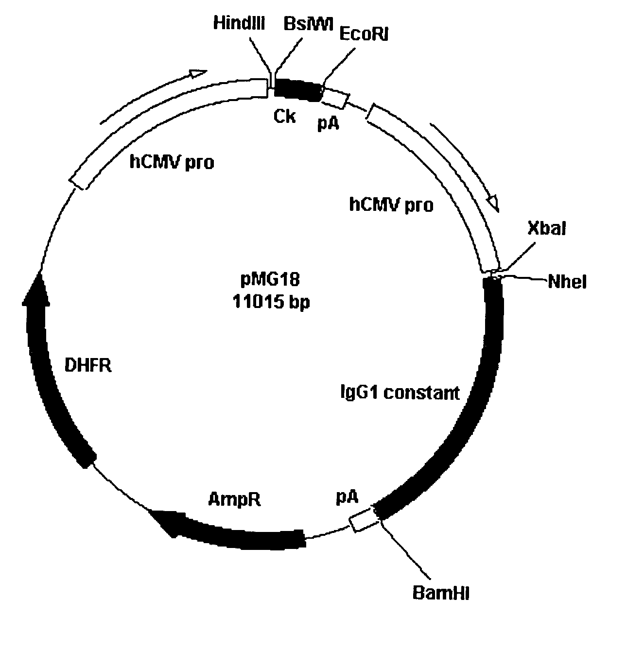 Antibodies specific for cancer associated antigen SM5-1 and uses thereof