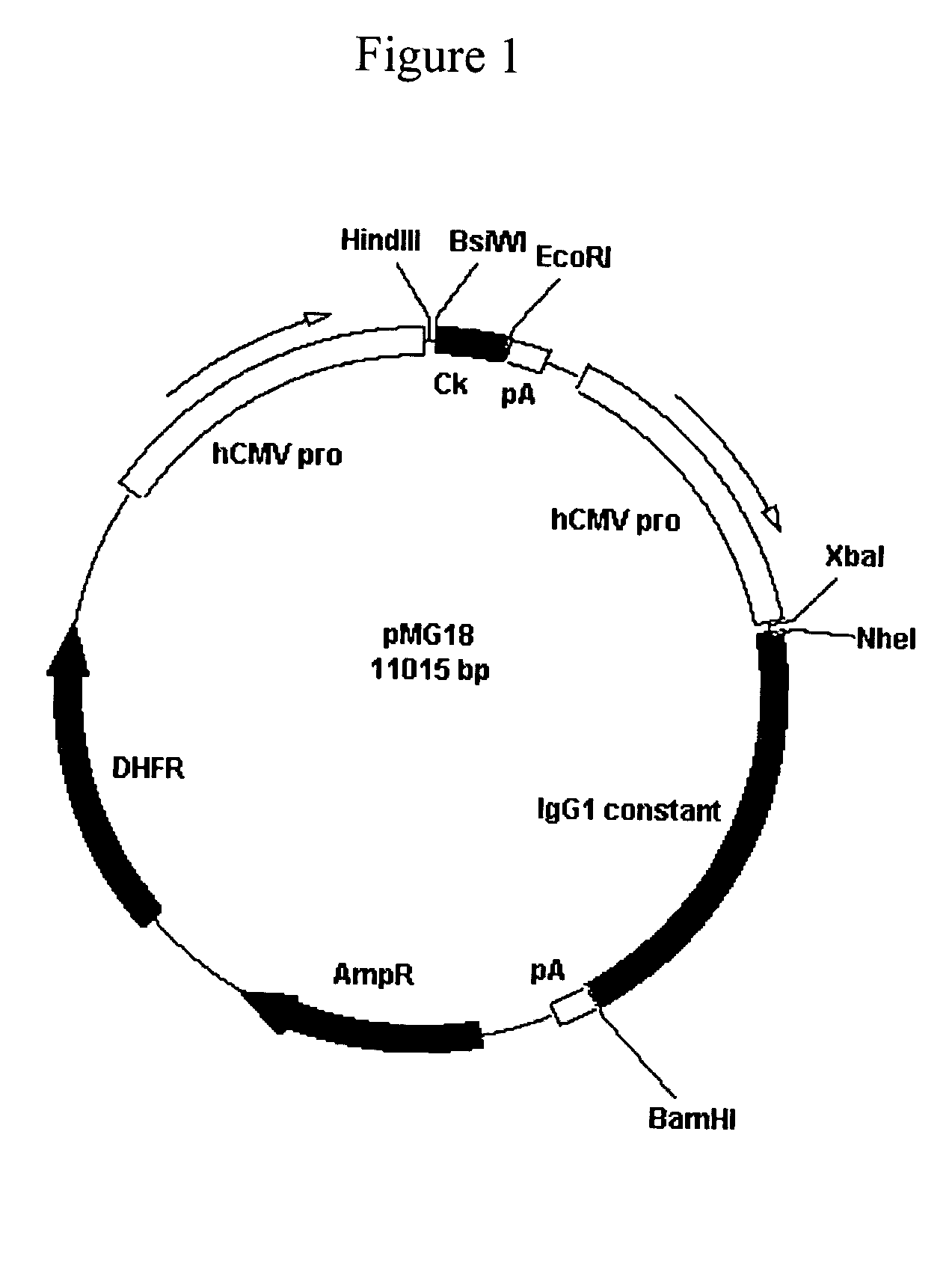 Antibodies specific for cancer associated antigen SM5-1 and uses thereof