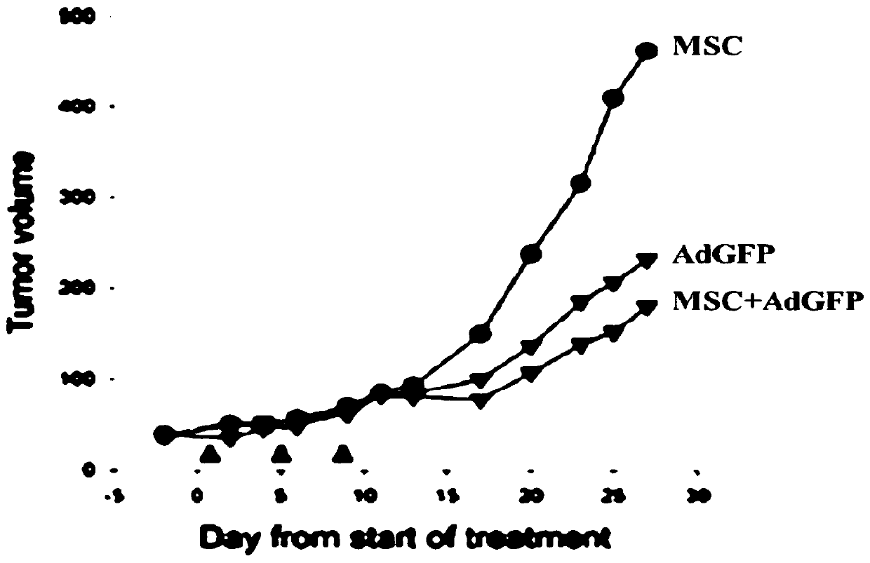 Establishing method and application of system for packing adenoviruses with mesenchymal stem cells