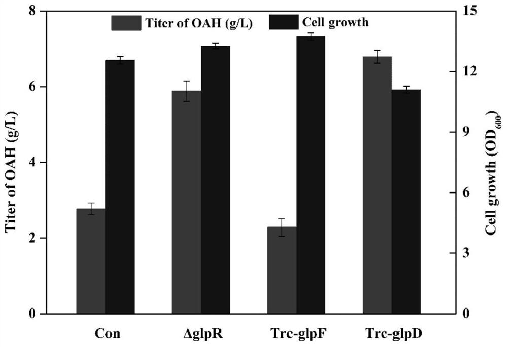 Recombinant escherichia coli capable of producing O-acetyl-L-homoserine at high yield and application of recombinant escherichia coli