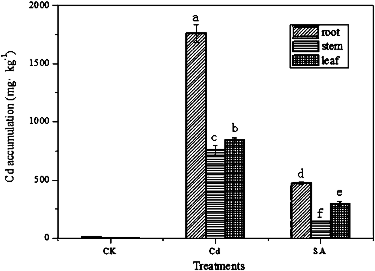 Water culture method for relieving toxic effect of cadmium on tomatoes through salicylic acid and application of salicylic acid