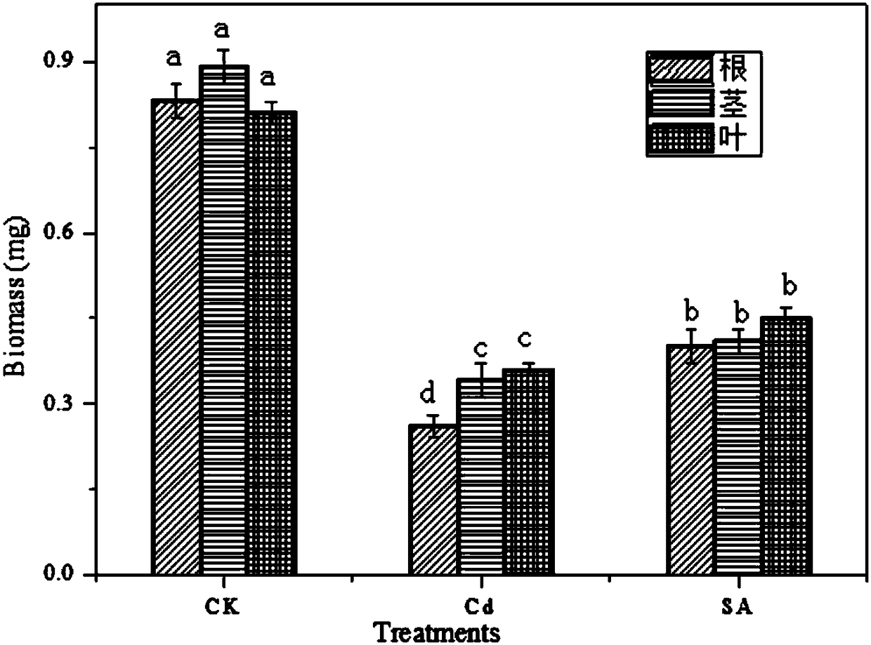Water culture method for relieving toxic effect of cadmium on tomatoes through salicylic acid and application of salicylic acid