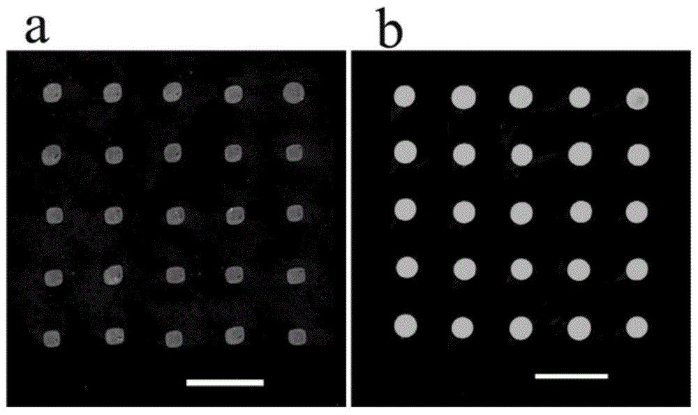 Preparation method and product of dendrimer-based microarray antibody chip