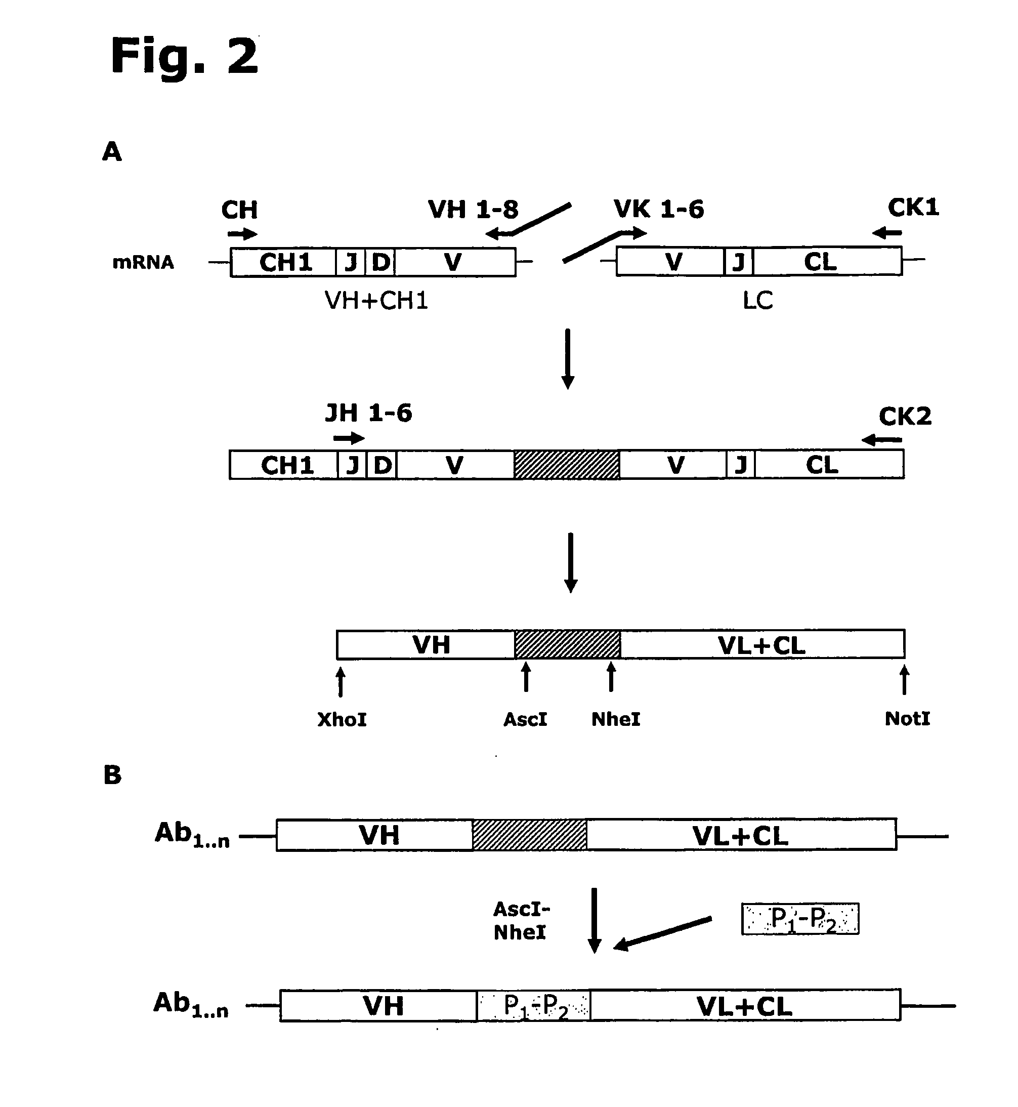 Recombinant polyclonal antibody for treatment of respiratory syncytial virus infections