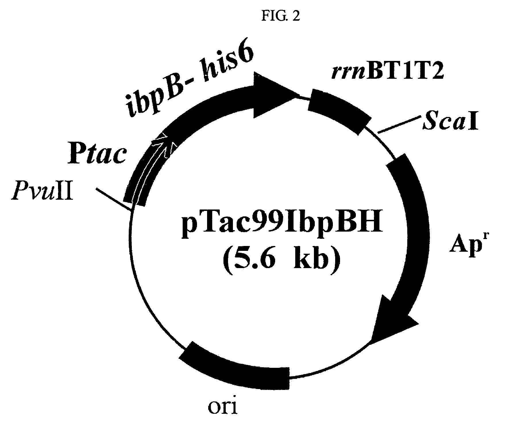 Composition for protecting proteins degradation comprising small heat shock proteins (sHSPs) and method of two-dimensional gel electrophoresis using the sHSPs