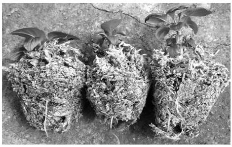 A Two-step Transplanting Method of Apple Tissue Culture Seedlings with High Survival Rate