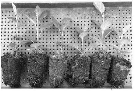 A Two-step Transplanting Method of Apple Tissue Culture Seedlings with High Survival Rate