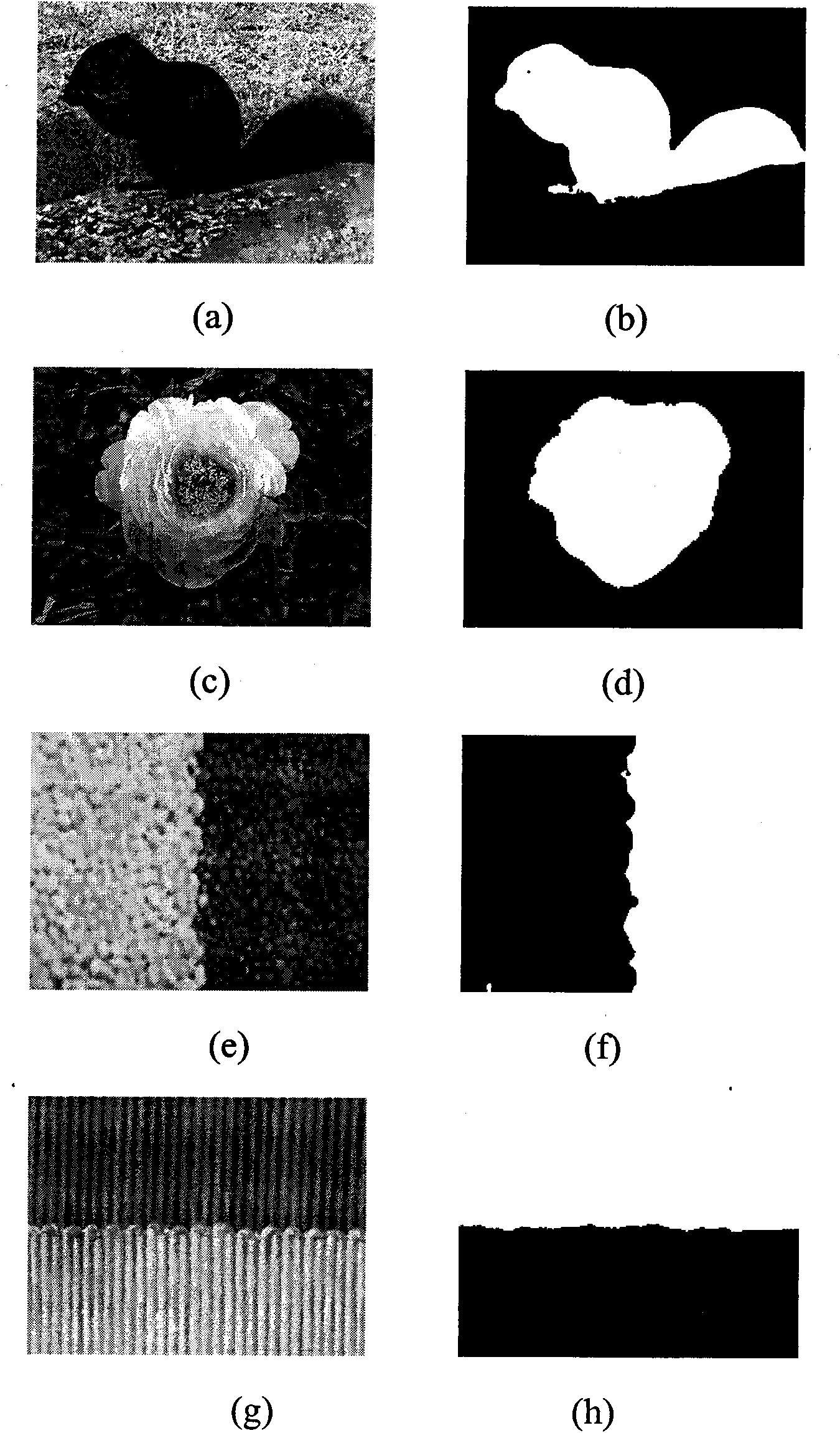 Method for dividing level set image based on characteristics of neighborhood probability density function