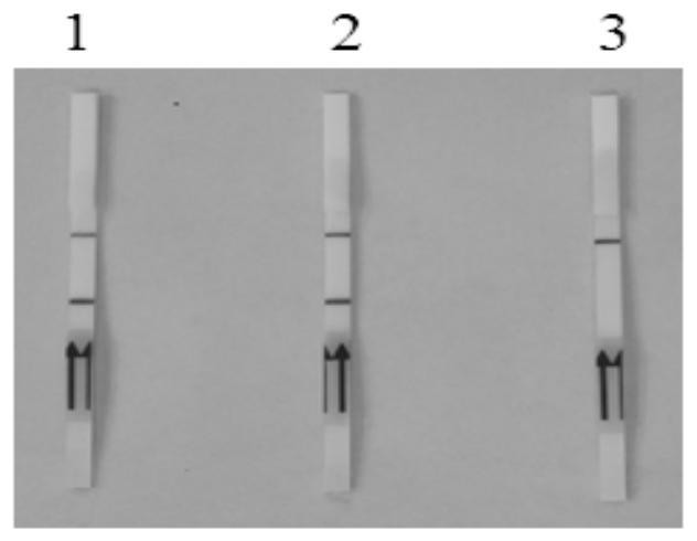 A molecular detection method for Schistosoma japonicum rpa