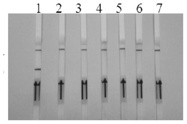 A molecular detection method for Schistosoma japonicum rpa