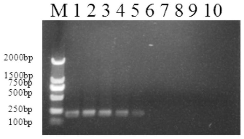 A molecular detection method for Schistosoma japonicum rpa