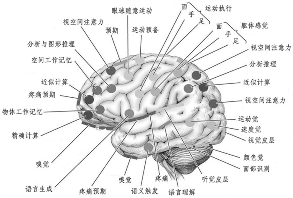 A system and method for cognitive function detection and dynamic monitoring