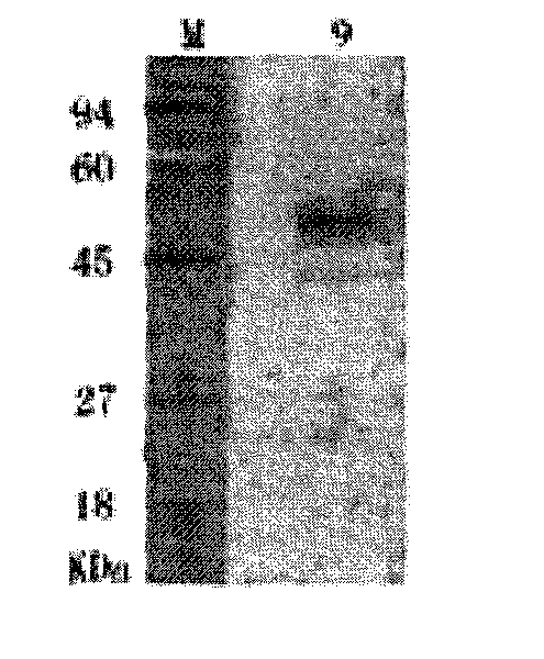 Interferon-thymosin broad-spectrum antiviral pharmaceutical preparation for pigs and preparation method thereof