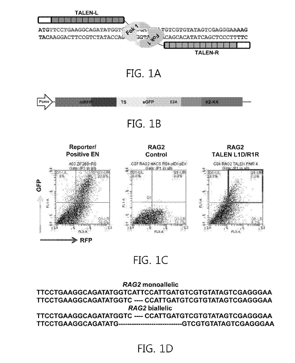 Recombination activating gene 2 gene targeting vector, production of SCID-like miniature pigs by TALEN-mediated gene targeting and use thereof