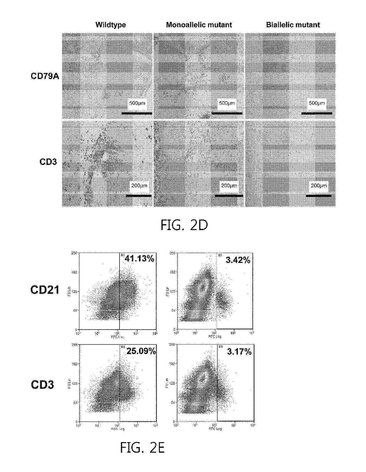 Recombination activating gene 2 gene targeting vector, production of SCID-like miniature pigs by TALEN-mediated gene targeting and use thereof