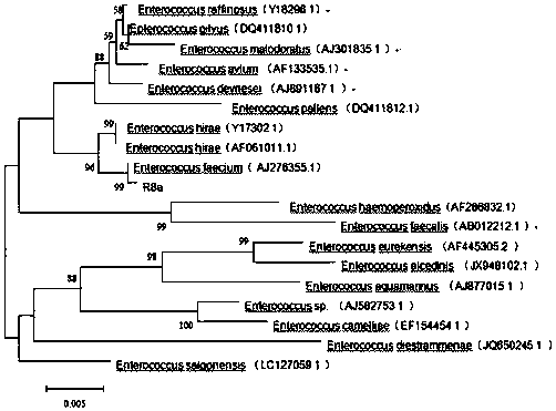 Screening and application of fish-derived enterococcus faecium R8