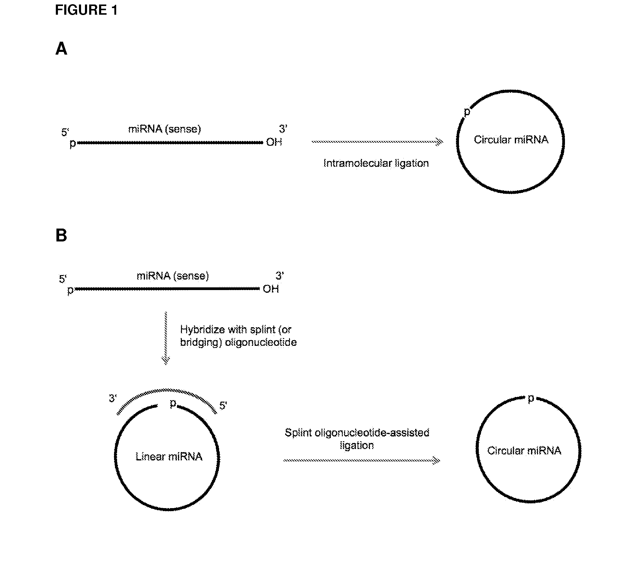 Methods and compositions for detection of small rnas
