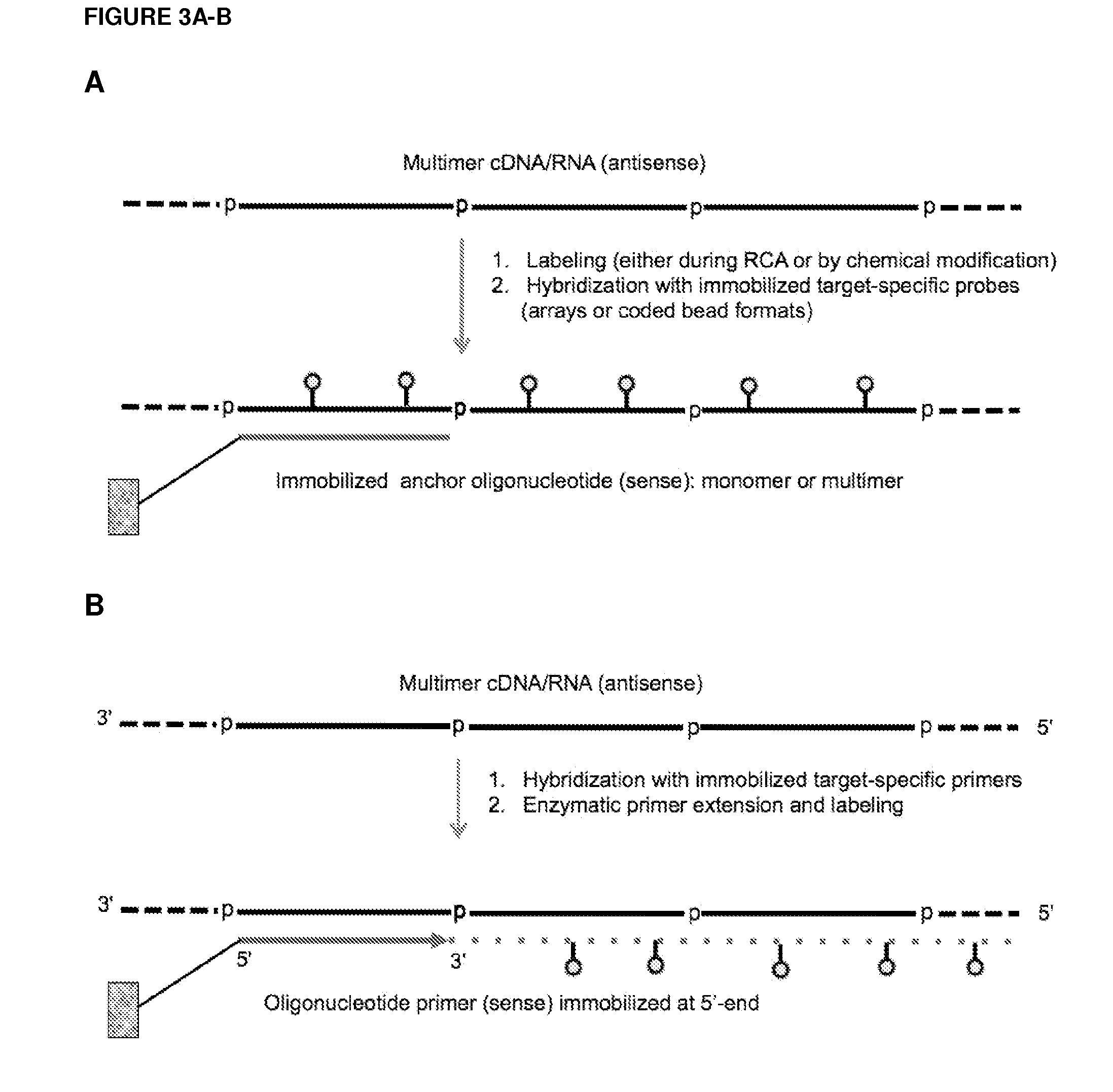 Methods and compositions for detection of small rnas