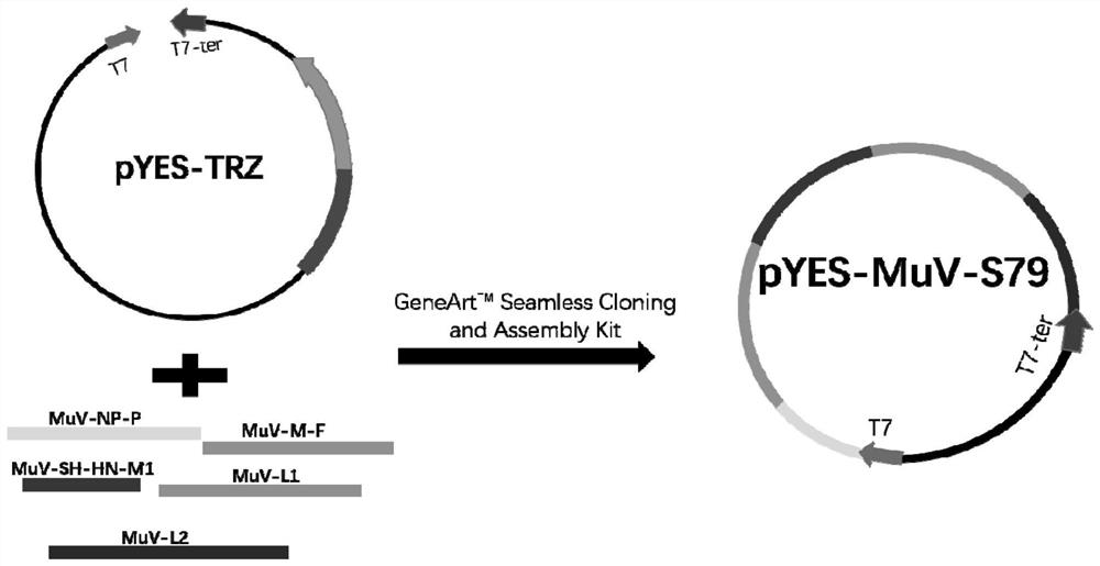 A kind of mrna methyltransferase-deficient mumps virus and its preparation method and application