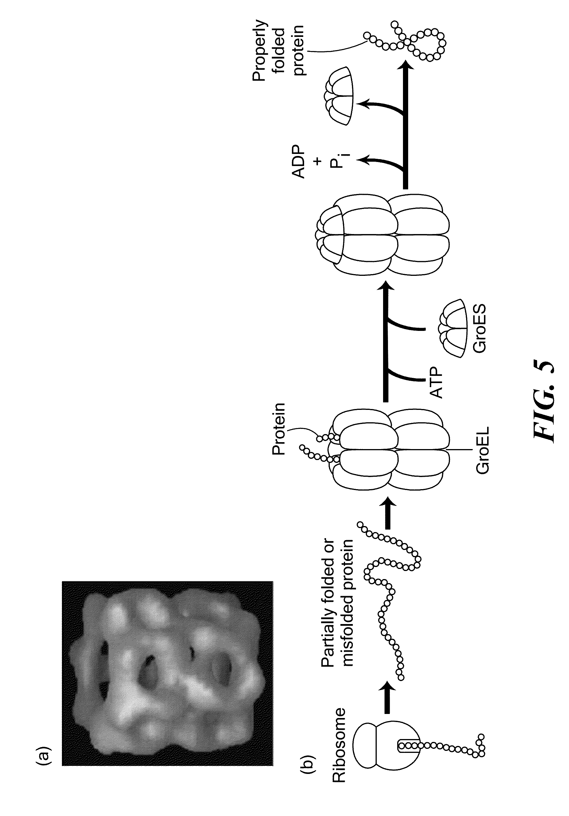 Method for the harvesting, processing, and storage of proteins from the mammalian feto-placental unit and use of such proteins in compositions and medical treatment