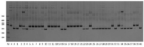 Molecular marker closely linked with wheatear grain number major QTL and application of molecular marker