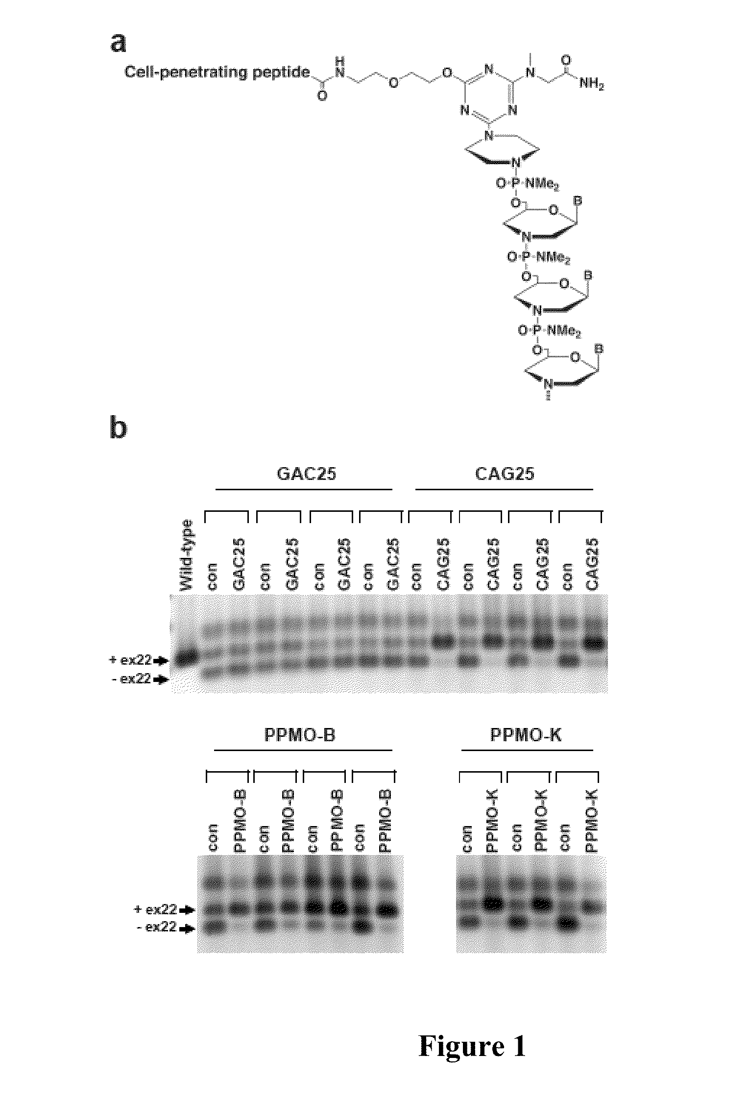 Peptide-linked morpholino antisense oligonucleotides for treatment of myotonic dystrophy