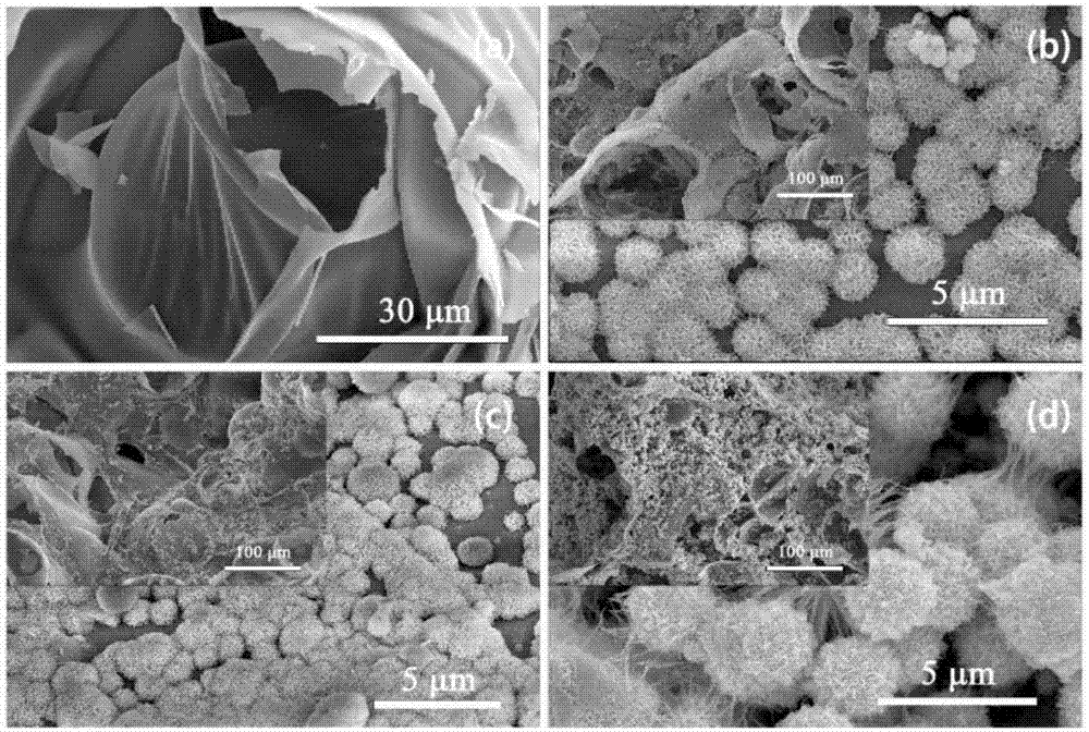 Floatable photocatalyst for inhibiting blue algae in water as well as preparation method and application of photocatalyst